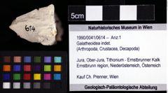 Foto (Objket + Etiketten) von Galatheoidea indet. 